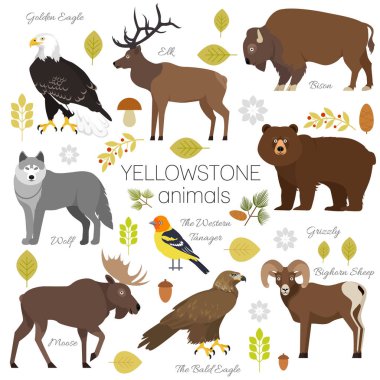 Yellowstone National Park animals set grizzly, moose, elk, bear, wolf, golden eagle, bison, bighorn sheep, bald eagle, western tanager, isolated on transparent background vector illustration.