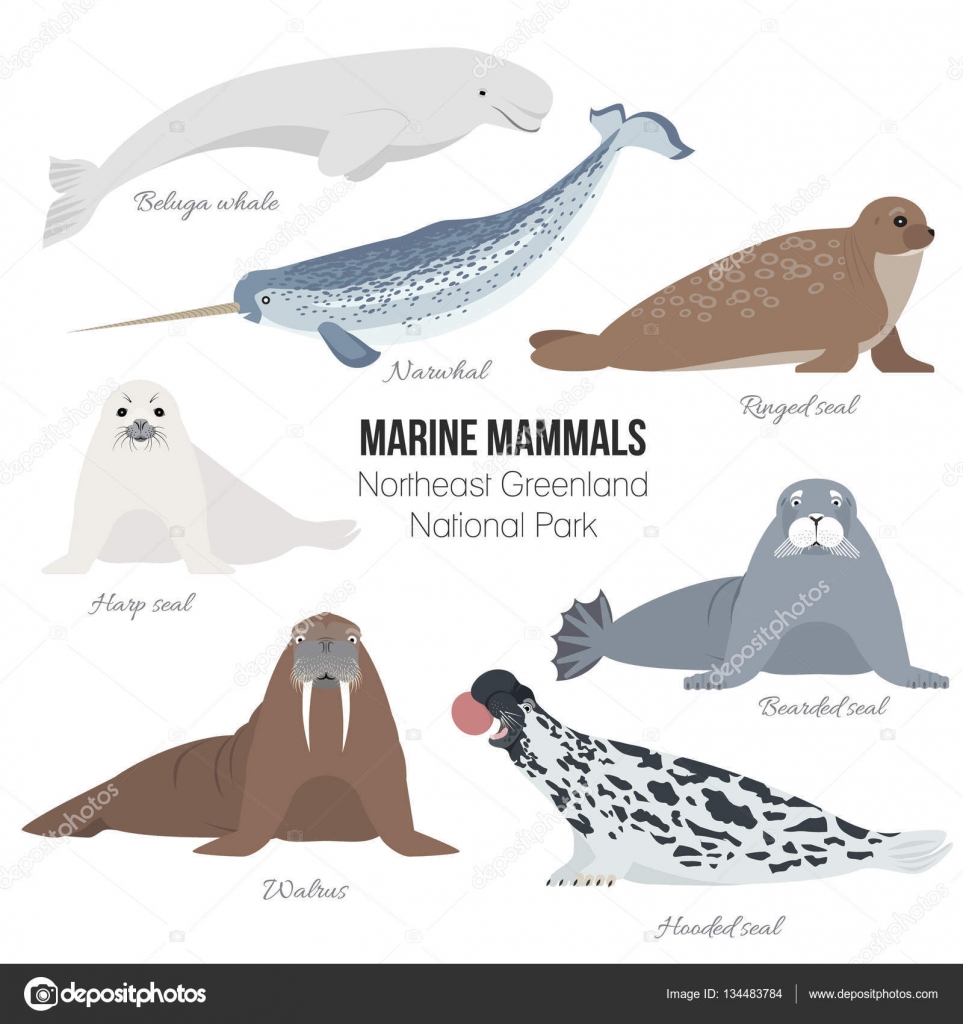 Marine mammal set. Walrus, narwhal, harp, bearded, ringed, hooded seal,  beluga whale. Seal animal polar collection Stock Vector Image by  ©vafolomeija #134483784