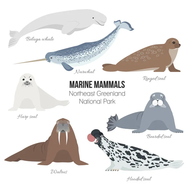 Set di mammiferi marini. Tricheco, narvalo, arpa, barba, anellino, foca incappucciata, balena beluga. Raccolta polare animale di foca — Vettoriale Stock