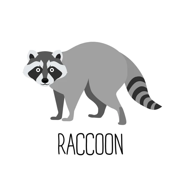 Vector illustration of cute cartoon raccoon isolated — Stock Vector