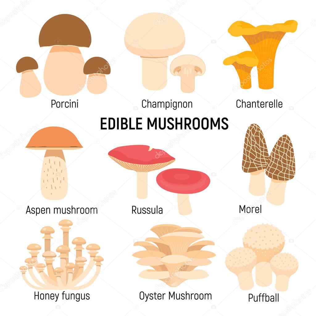 Edible mushrooms set. Champignon, chanterelle, porcini,morel vector illustration isolated