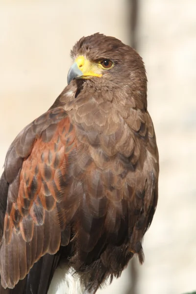 Close Golden Eagle — Stock Photo, Image