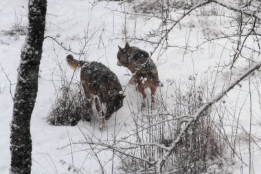 Kurtlar Civitella Alfedena korumalı alanda