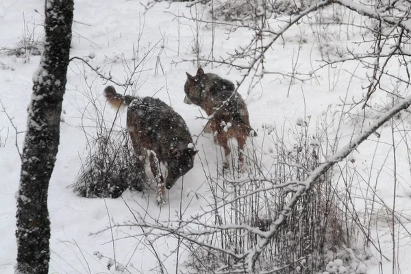 Kurtlar Civitella Alfedena korumalı alanda