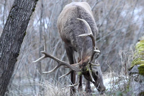 Civitella Afedena içinde geyik Abruzzo Milli Parkı