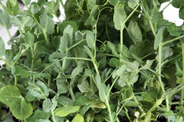 beyaz zemin üzerine bezelye tesisi