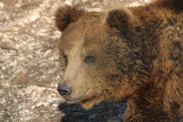 Marsicano ayı Abruzzo Ulusal Parkı'nda