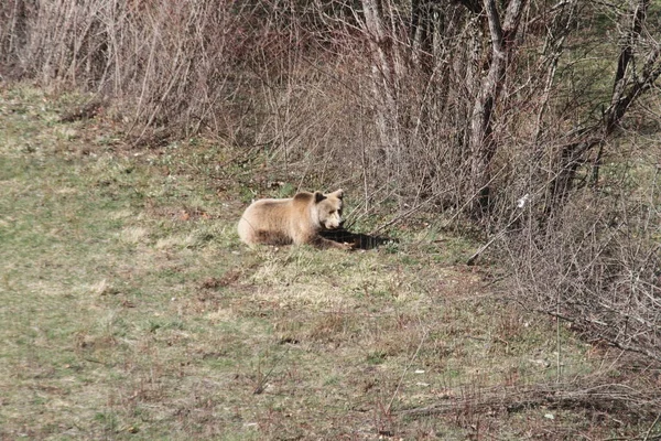 Marsicano ayı Abruzzo Ulusal Parkı'nda