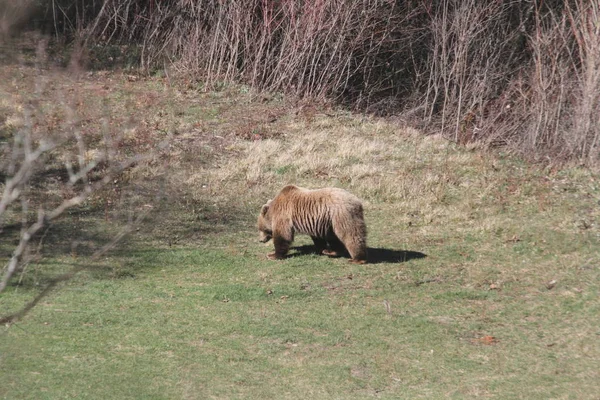 Marsicano ayı Abruzzo Ulusal Parkı'nda
