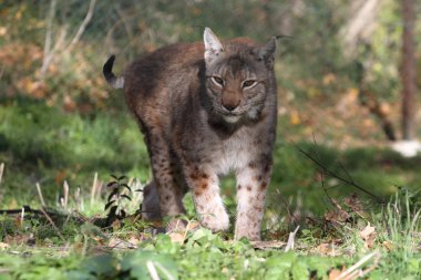 Bir lynx Civitella Alfedena korumalı faunası