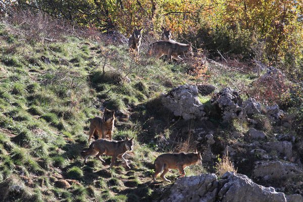 The wolf in the fauna of Civitella Alfedena