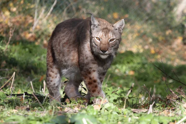 Bir lynx Civitella Alfedena korumalı faunası