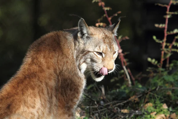 Lince Fauna Protegida Civitella Alfedena —  Fotos de Stock