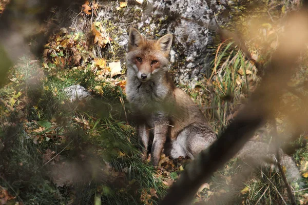 Zorro Parque Nacional Los Abruzos Cerca Civitella Alfedena —  Fotos de Stock