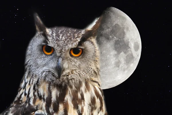 Eagle Owl Background Moon Night Sky — Stock Photo, Image