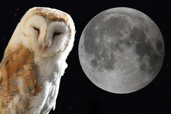 the barn owl with the moon in the night sky background