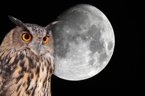 有背景的鹰猫头鹰在夜空中的月亮 图库图片