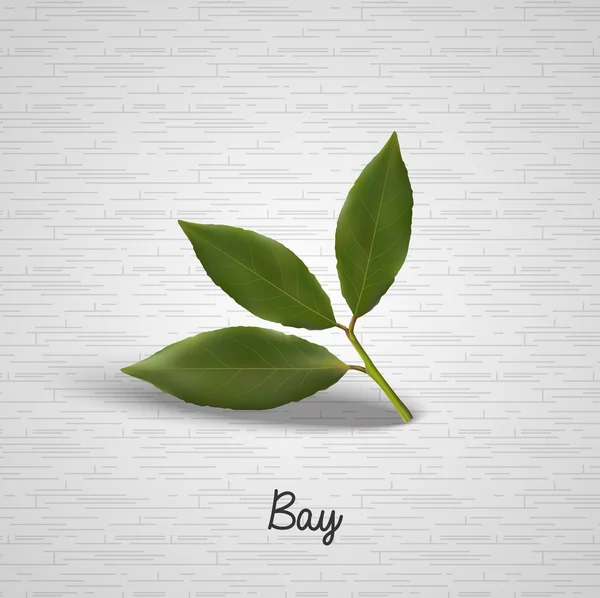 Green bay leaves — Stock Vector