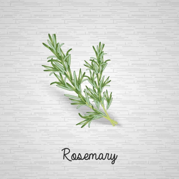 Rosemary verlaat illustratie — Stockvector