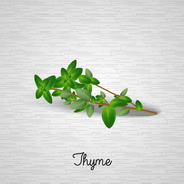 Green Thyme leaves — Stock Vector