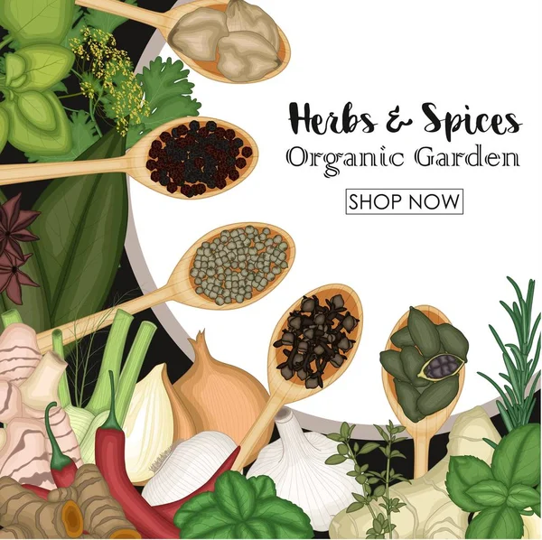 Farklı pişirme otlar ve baharatlar tahta kaşıklar içinde