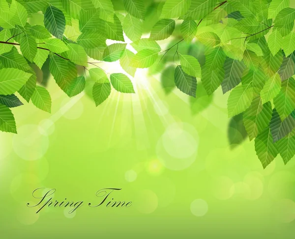 葉の新緑と春の背景のベクトル イラスト — ストックベクタ