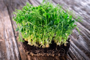 Tahta masadaki mikroyeşiller