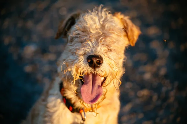 Sahada günbatımında yürüyen mutlu köpek — Stok fotoğraf