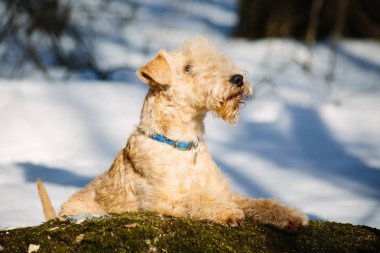 Lakeland terrier dog on a log in the forest on a sunny winter day clipart
