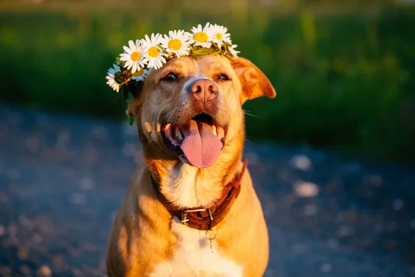 可爱的红狗戴着皇冠的雏菊户外田野上的夏天阳光明媚的一天 — 图库照片