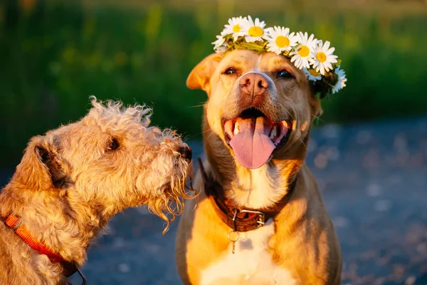 Sevimli Kırmızı Köpek Açık Alanda Güneşli Bir Yaz Papatya Lakeland — Stok fotoğraf