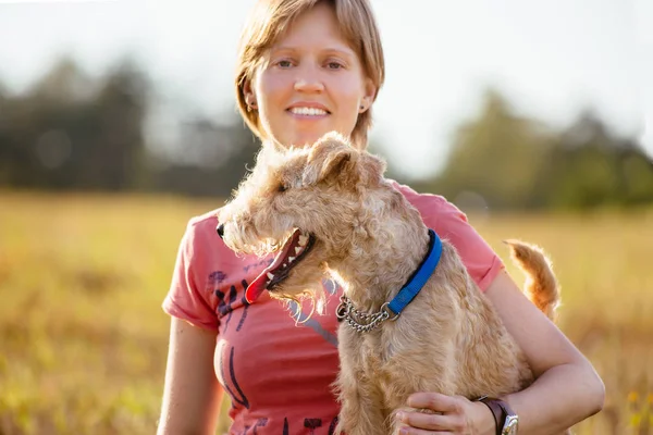 Lakeland Terrier Dog Blue Collar Summer Sunny Day Walks Field Stock Picture