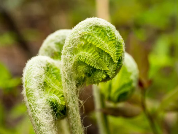 Wild fiddleheads ready to be eaten Stock Picture