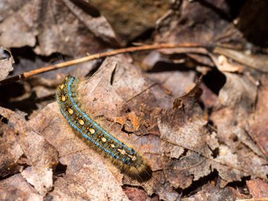 Caterpillar yapraklarda