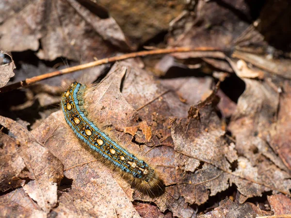 Caterpillar levelek — Stock Fotó