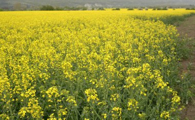 yağlı tohum tecavüz alan Bulgaristan