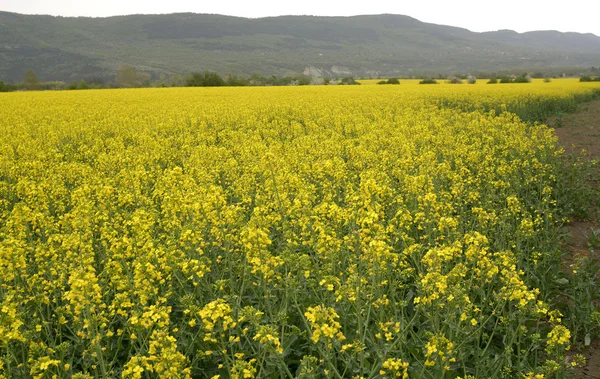 Campo de colza oleaginosa en Bulgaria —  Fotos de Stock