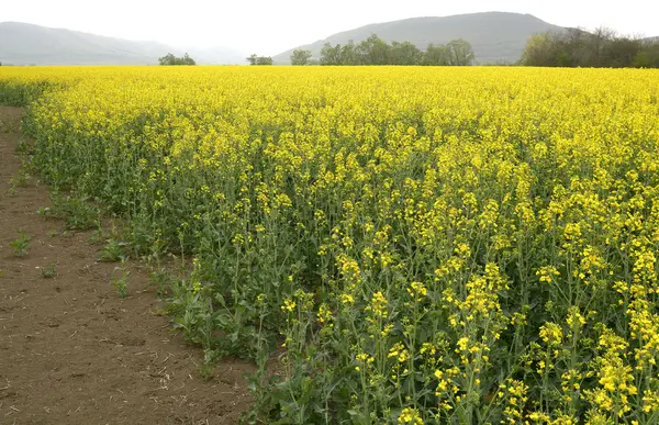 Campo de colza na Bulgária — Fotografia de Stock