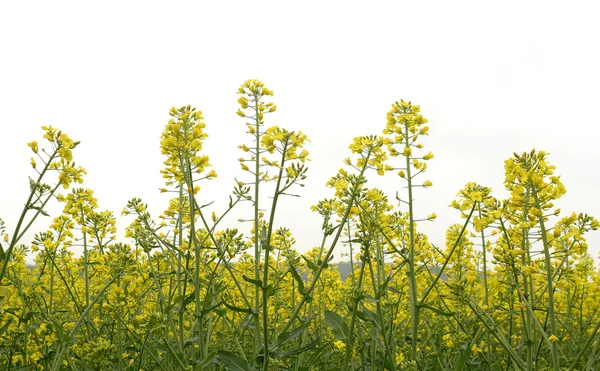 Oilseed rape field in Bulgaria — Stock Photo, Image