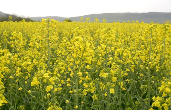 Campo de colza oleaginosa en Bulgaria —  Fotos de Stock