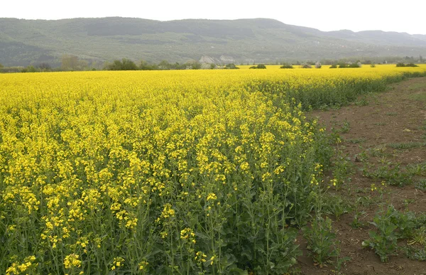 Campo de colza na Bulgária — Fotografia de Stock