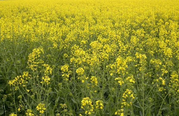 Campo de colza oleaginosa en Bulgaria —  Fotos de Stock