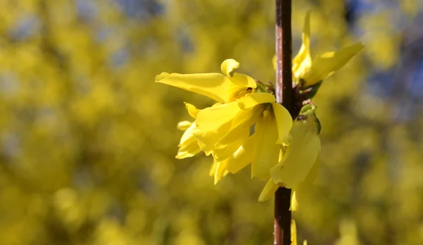 Flores de primavera en Bulgaria —  Fotos de Stock
