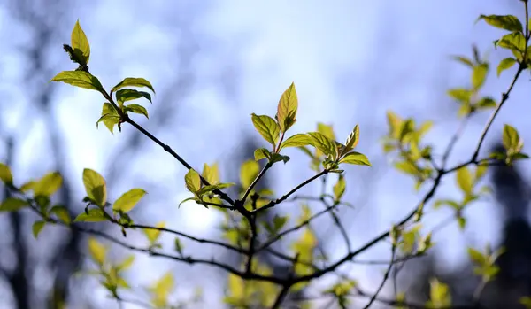 Spring flowers in Bulgaria — Stock Photo, Image