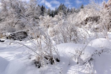 Kış manzarası ve ağaçlar