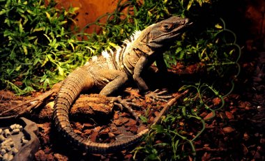 Terrarium hayvanların sergi üzerinde 22 Mart 2017 yılında Sofya, Bulgaristan