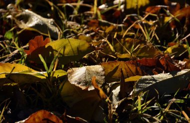 Sonbahar park sofia Bulgaristan
