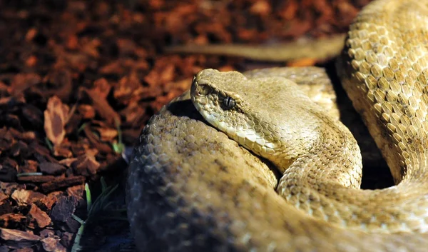 Exhibition of terrarium animals on March 22, 2017 in Sofia, Bulgaria — Stock Photo, Image