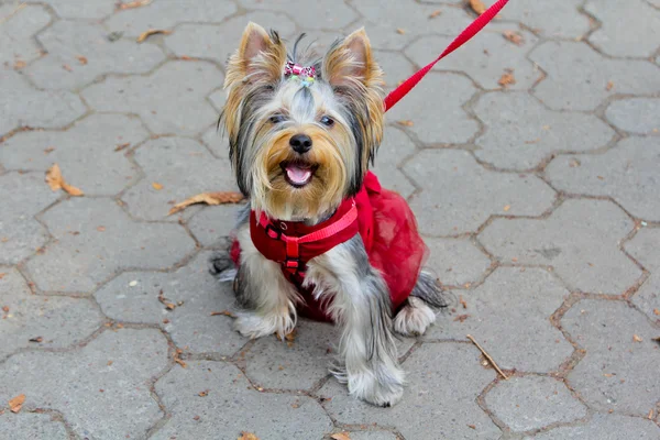 Yorkshire terrier açık havada. Kameraya bakarak