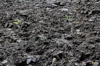 Dikim için siyah toprak ile tarım alanı. Doku doğa